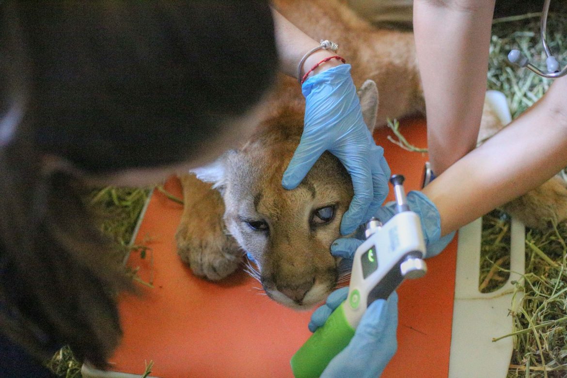 onça parda, resgatada em resende, passa por exames no parque zoológico municipal de volta redonda adriana cópio pmvr11 onça parda, resgatada em resende, passa por exames no parque zoológico municipal de volta redonda adriana cópio pmvr11