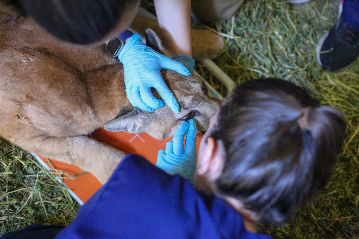 onça parda, resgatada em resende, passa por exames no parque zoológico municipal de volta redonda adriana cópio pmvr111 onça parda, resgatada em resende, passa por exames no parque zoológico municipal de volta redonda adriana cópio pmvr111