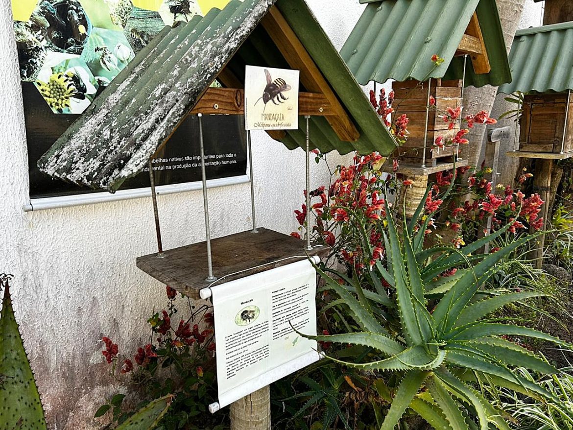 39.cf.res.cidades.abelhas sem ferrão.2.espÉcies.divulgaÇÃo 39.cf.res.cidades.abelhas sem ferrão.2.espÉcies.divulgaÇÃo