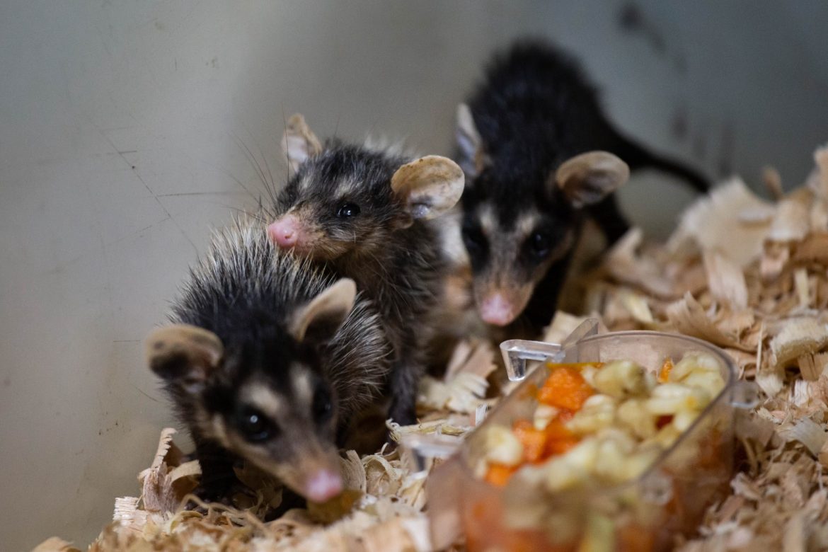 aumento de gambás durante o período reprodutivo em volta redonda está sob alerta cris oliveira secom