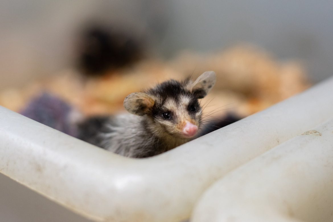 aumento de gambás durante o período reprodutivo em volta redonda está sob alerta cris oliveira secom1