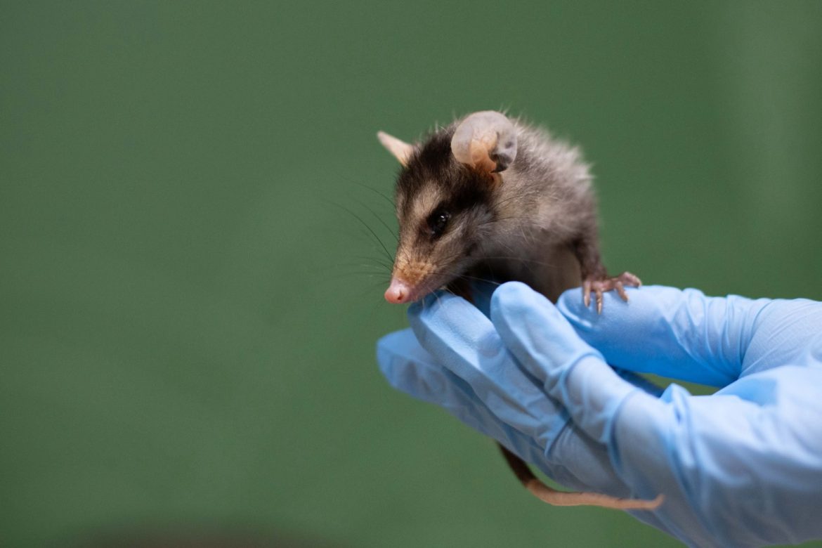aumento de gambás durante o período reprodutivo em volta redonda está sob alerta cris oliveira secom11