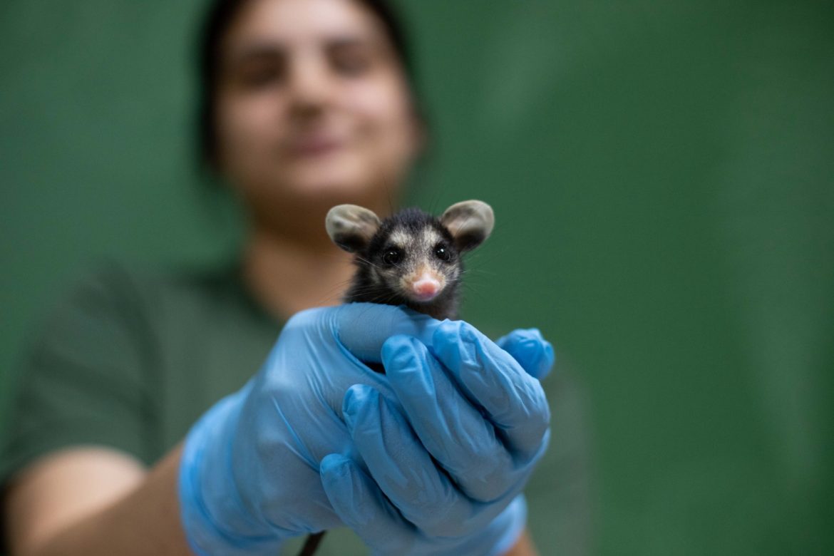 aumento de gambás durante o período reprodutivo em volta redonda está sob alerta cris oliveira secom111