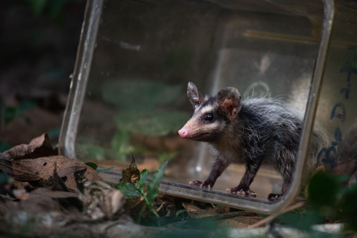 aumento de gambás durante o período reprodutivo em volta redonda está sob alerta cris oliveira secom1111