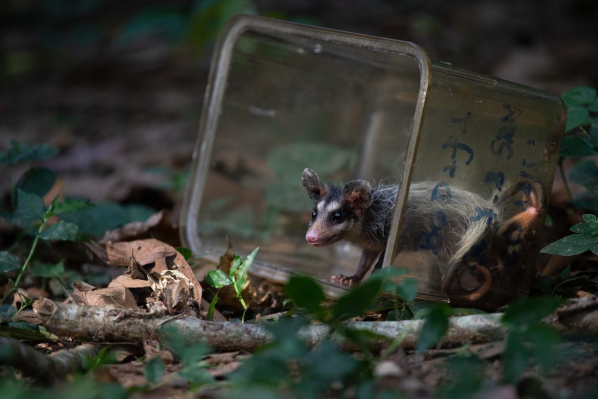 aumento de gambás durante o período reprodutivo em volta redonda está sob alerta cris oliveira secom12