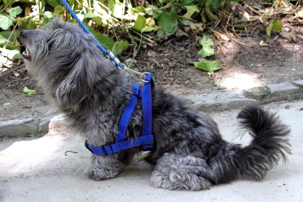 bênção aos animais marcará dia de são francisco em barra mansa arquivo pmbm