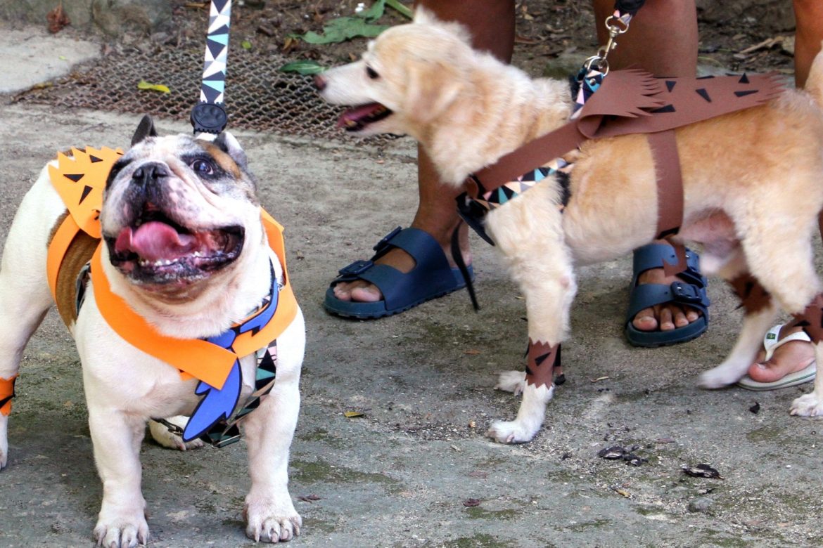 bênção aos animais marcará dia de são francisco em barra mansa arquivo pmbm1