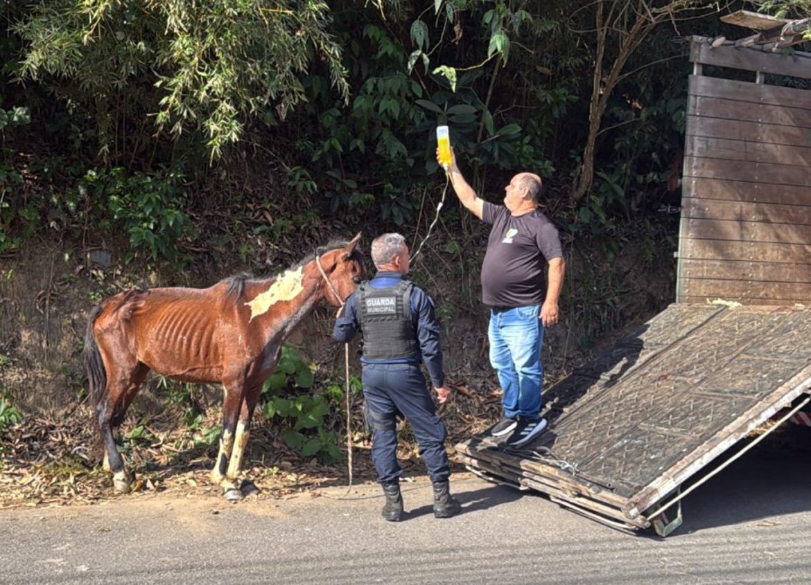 Égua em situação de abandono em volta redonda é resgatada pela secretaria de proteção e defesa animal divulgação smpda1 Égua em situação de abandono em volta redonda é resgatada pela secretaria de proteção e defesa animal divulgação smpda1