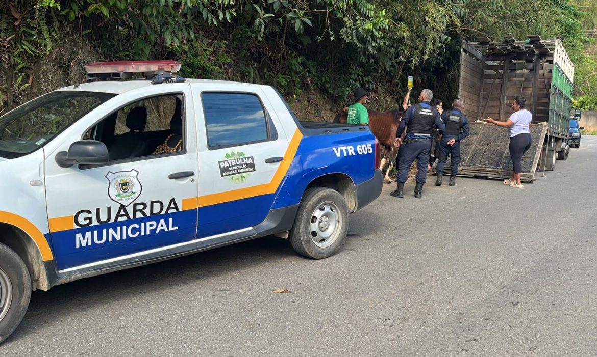 Égua em situação de abandono em volta redonda é resgatada pela secretaria de proteção e defesa animal divulgação smpda11 Égua em situação de abandono em volta redonda é resgatada pela secretaria de proteção e defesa animal divulgação smpda11