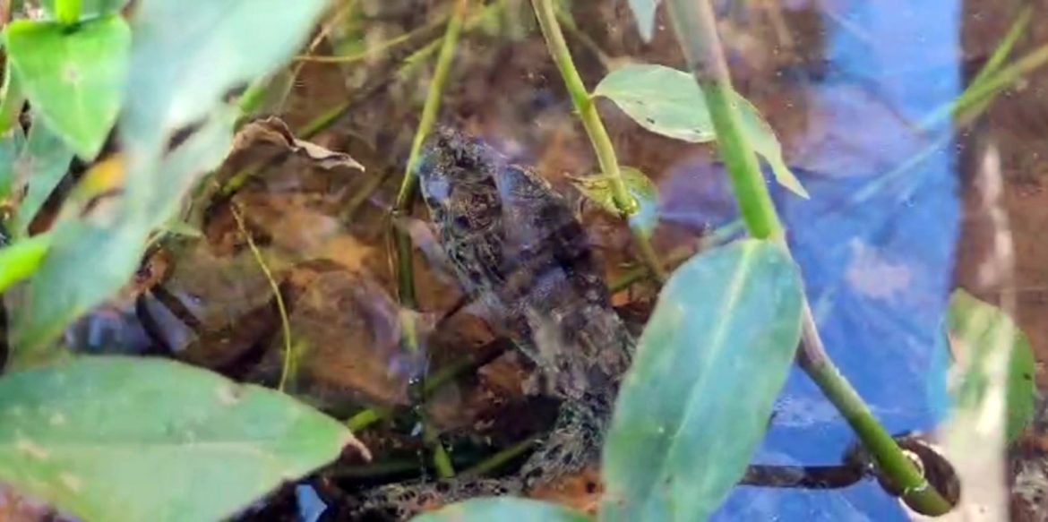 equipes do zoo vr e do inea devolvem à natureza filhote de jacaré de papo amarelo divulgação zoo vr