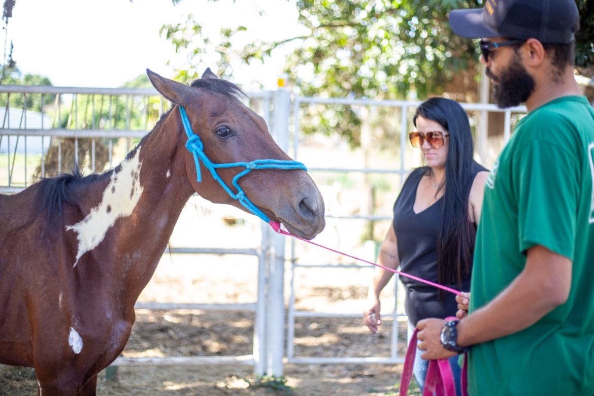 notasvr Égua resgatada pela smpda em volta redonda recebe cuidados veterinária adriana cópio secom1