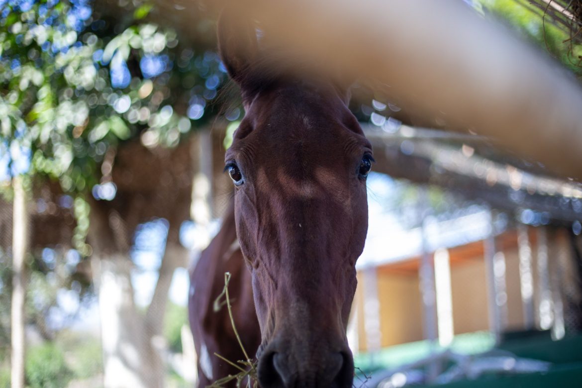 notasvr Égua resgatada pela smpda em volta redonda recebe cuidados veterinária adriana cópio secom1111