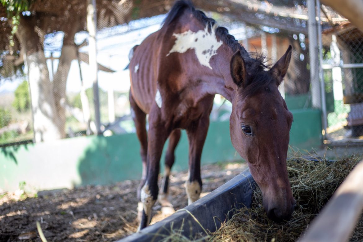 notasvr Égua resgatada pela smpda em volta redonda recebe cuidados veterinária adriana cópio secom12