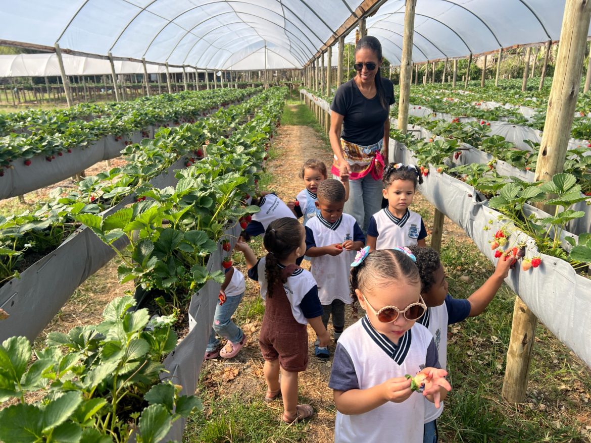 passeio pedagógico leva alunos à área de cultivo de morangos em pinheiral divulgação