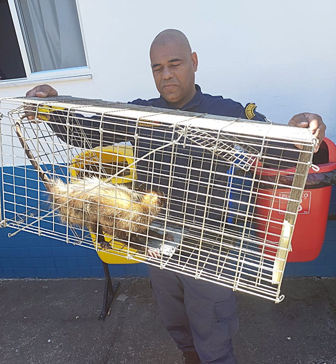 15.cf.res.cidades.guarda municipal resgata gambá.redessociais