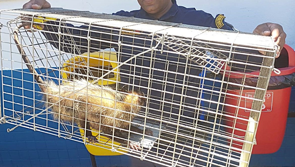 15.cf.res.cidades.guarda municipal resgata gambá.redessociais