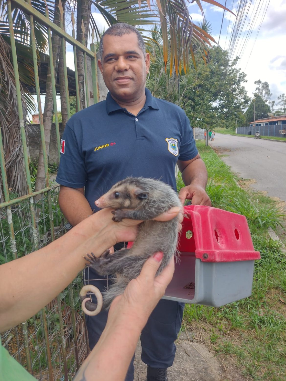 23.cf.res.cidades.guarda ambiental resgata filhote de gambá.divulgaÇÃopmpr