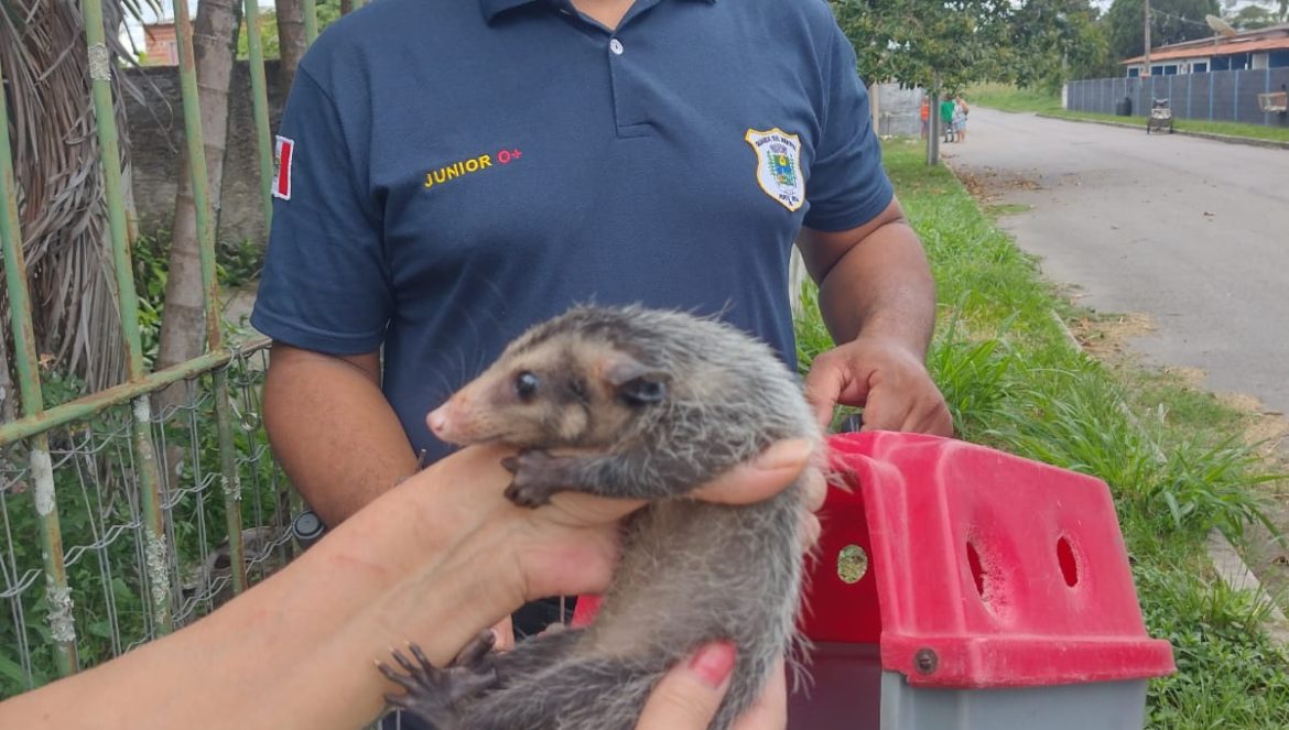 23.cf.res.cidades.guarda ambiental resgata filhote de gambá.divulgaÇÃopmpr