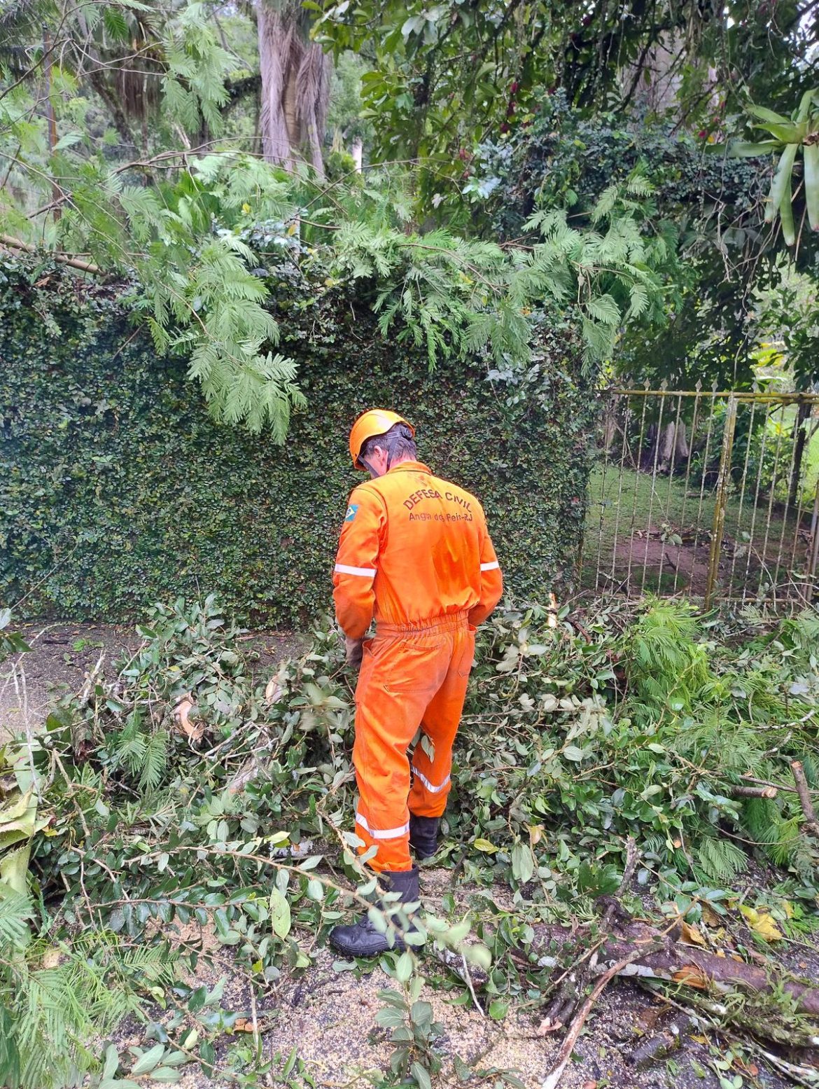 45 cidades queda de árvores na br 101 causa interdição na rodovia entre angra e paraty divulgação111