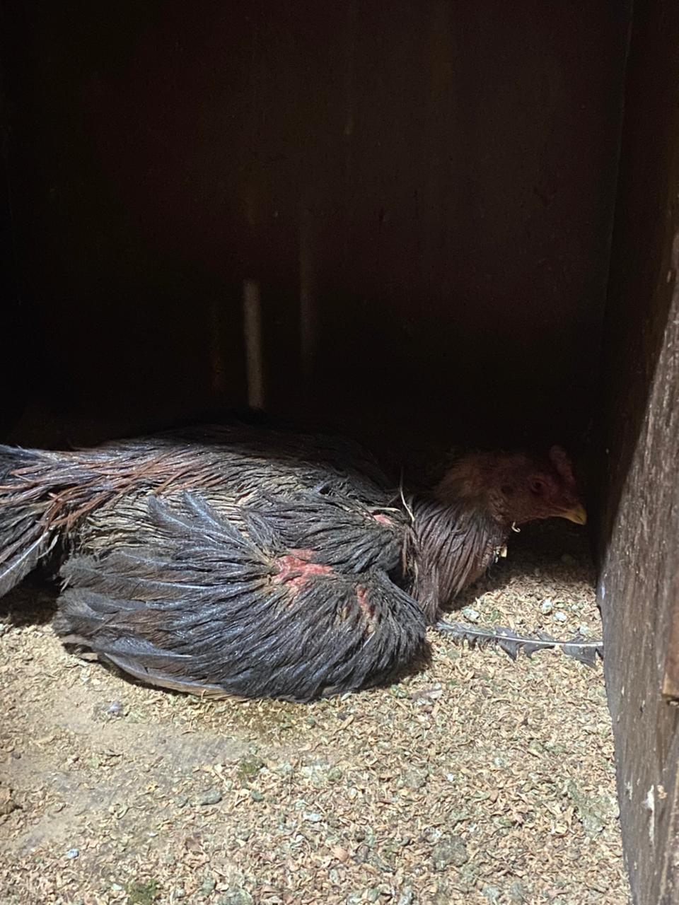 dezenas de aves são resgatadas em situação de maus tratos no bairro são luiz divulgação11 dezenas de aves são resgatadas em situação de maus tratos no bairro são luiz divulgação11