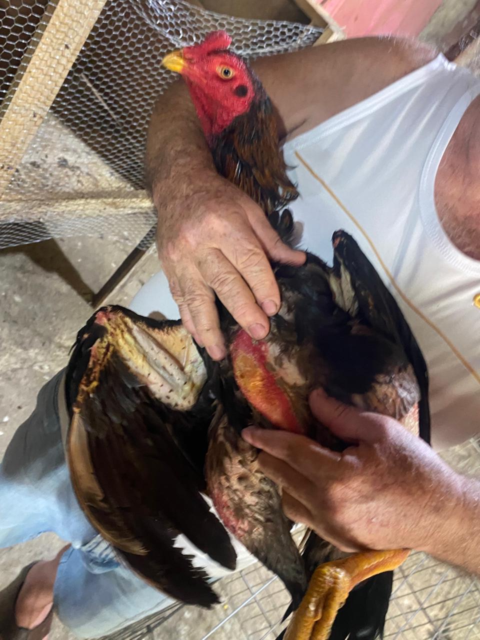 dezenas de aves são resgatadas em situação de maus tratos no bairro são luiz divulgação12 dezenas de aves são resgatadas em situação de maus tratos no bairro são luiz divulgação12