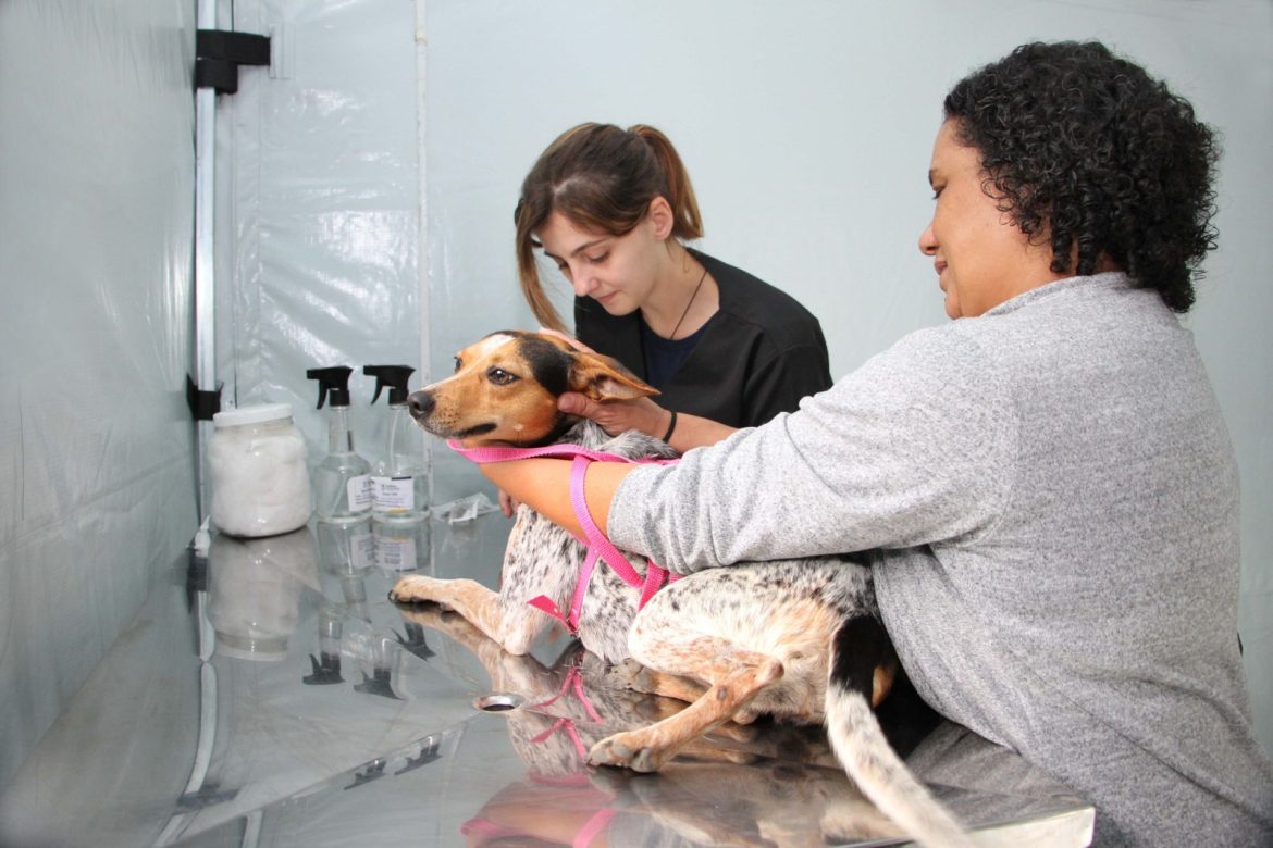 mais de 2.100 castrações realizadas em 2025 na clínica veterinária de barra mansa arquivo pmbm111 mais de 2.100 castrações realizadas em 2025 na clínica veterinária de barra mansa arquivo pmbm111
