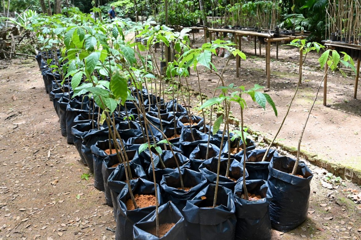 mais de dez mil mudas de árvores nativas doadas em 2025 no horto municipal de barra mansa gabriel borges
