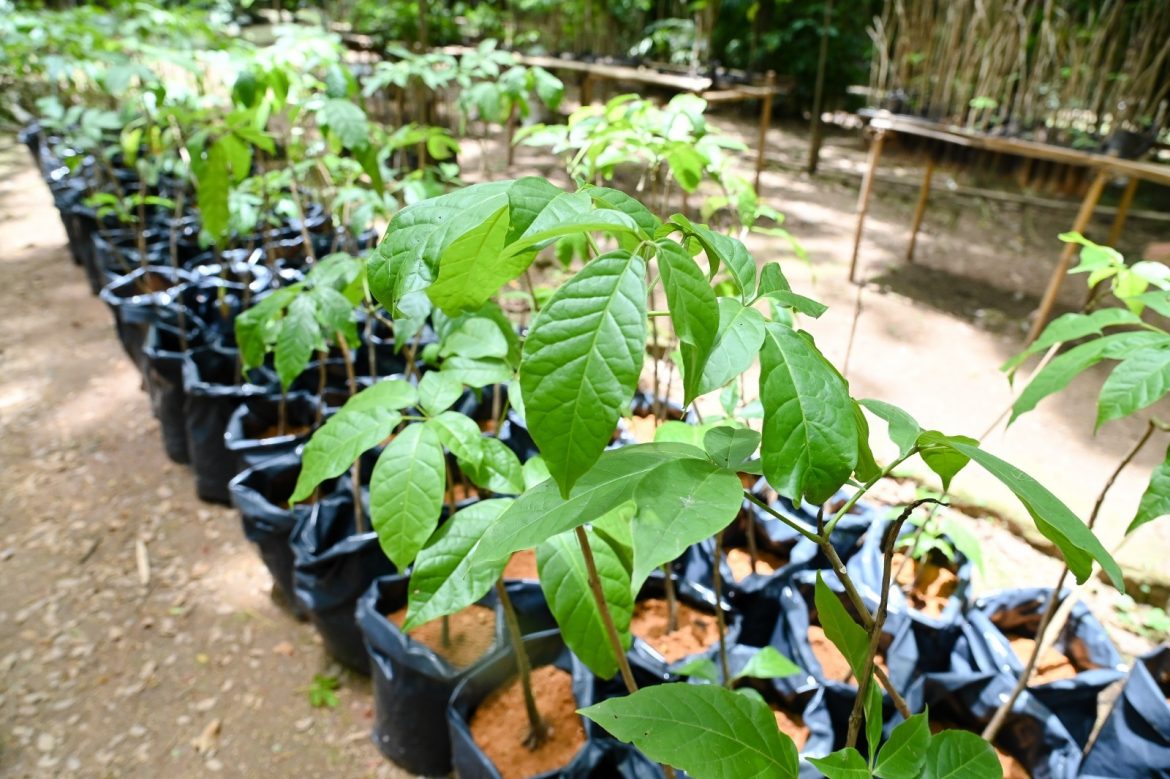 mais de dez mil mudas de árvores nativas doadas em 2025 no horto municipal de barra mansa gabriel borges1111