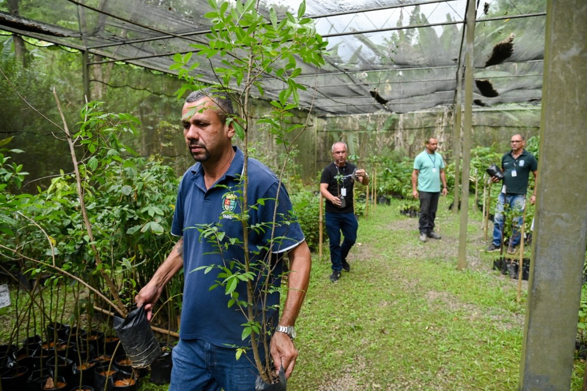 mais de dez mil mudas de árvores nativas doadas em 2025 no horto municipal de barra mansa gabriel borges12