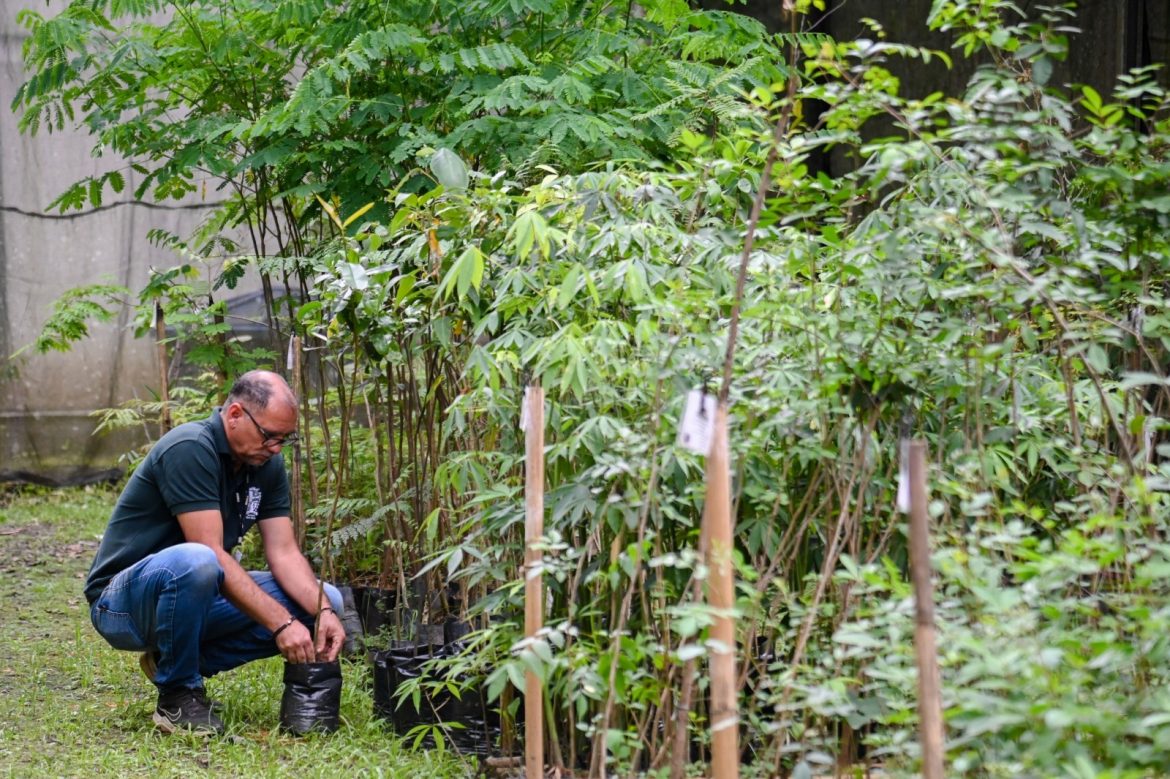 mais de dez mil mudas de árvores nativas doadas em 2025 no horto municipal de barra mansa gabriel borges13