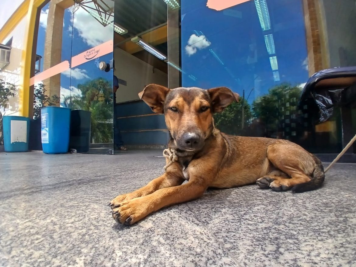 notas cÃo resgatdao em barra mansa paulo dimas