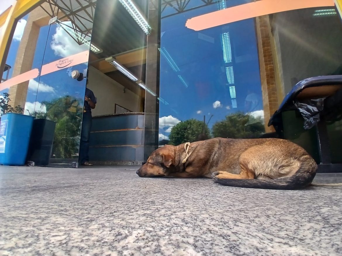 notas cÃo resgatdao em barra mansa paulo dimas1