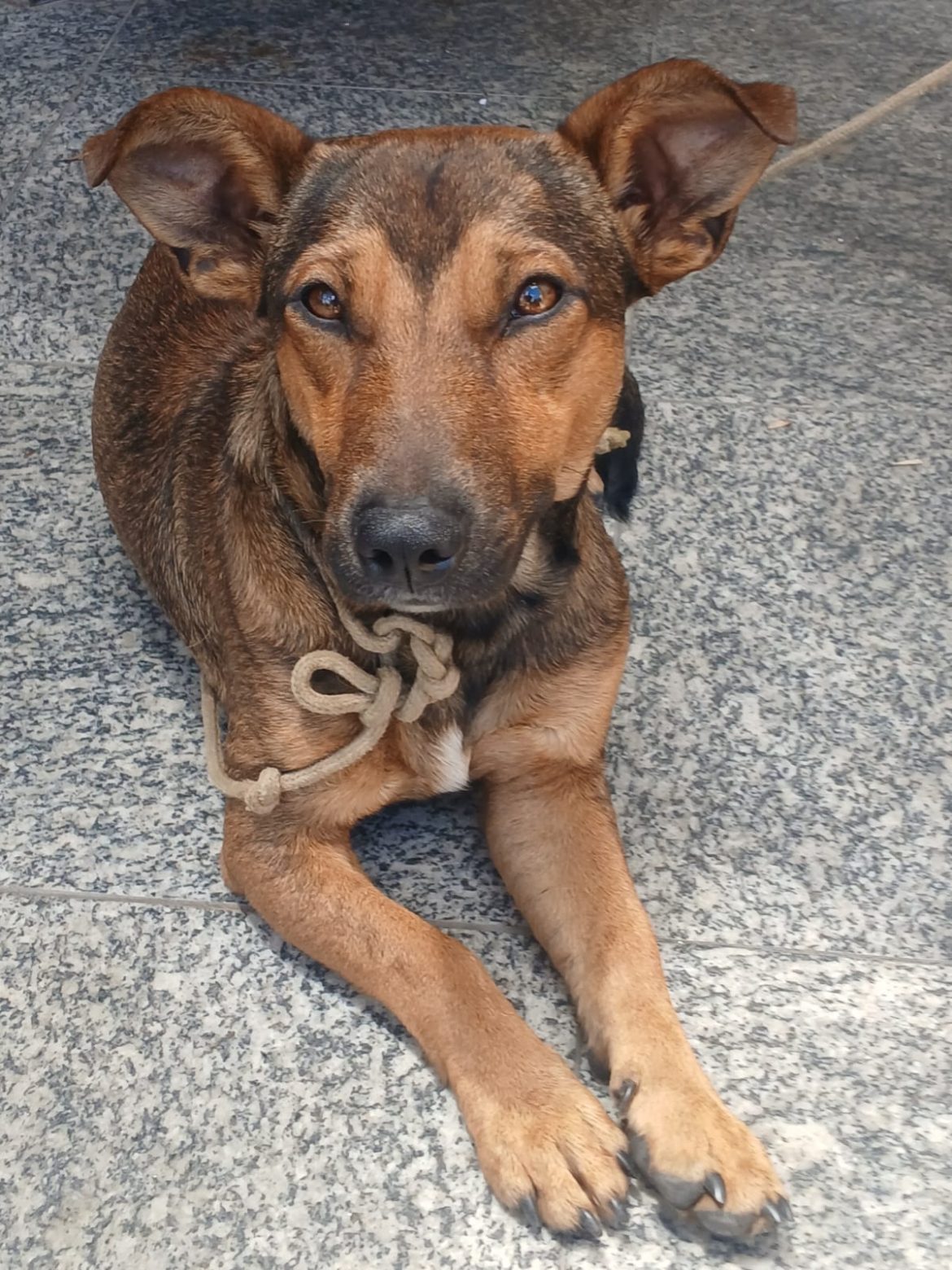 notas cÃo resgatdao em barra mansa paulo dimas11