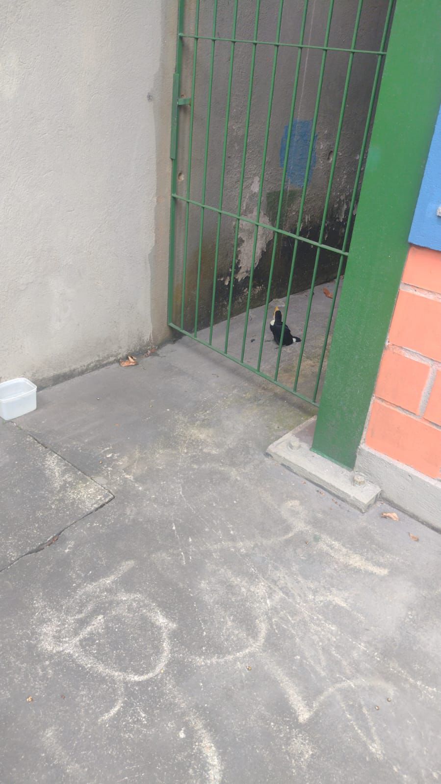 notas filhote de tucano resgatado pela gmbm divulgação1 notas filhote de tucano resgatado pela gmbm divulgação1