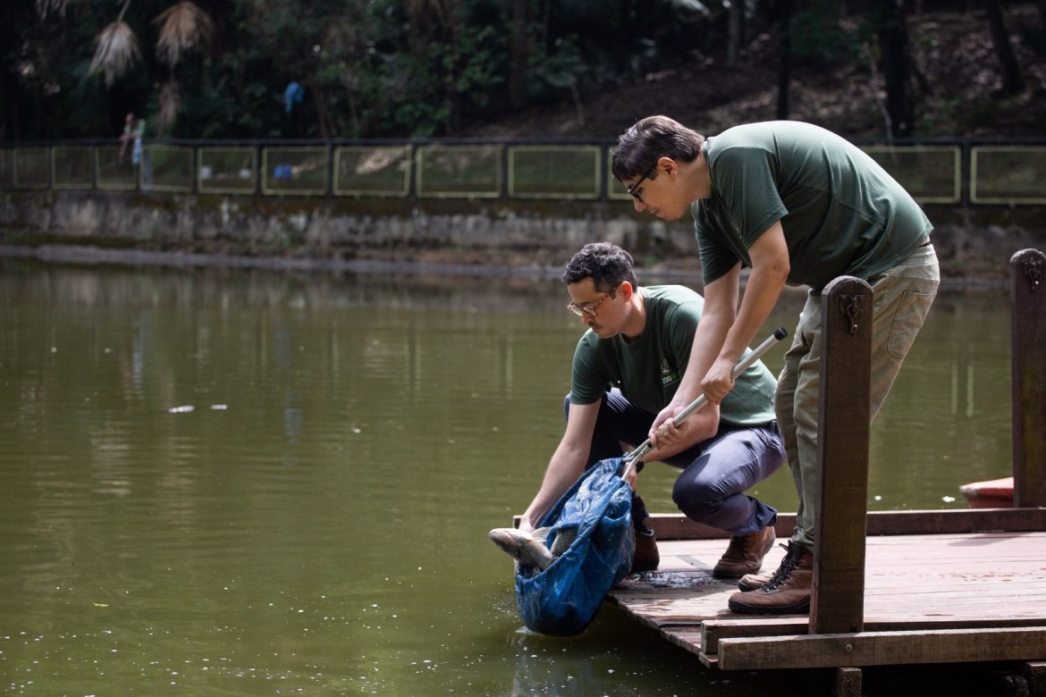 projeto ‘pesque e não pague’ do zoo volta redonda recebe reforço de mais 200 quilos de tilápia cris oliveira secom 11