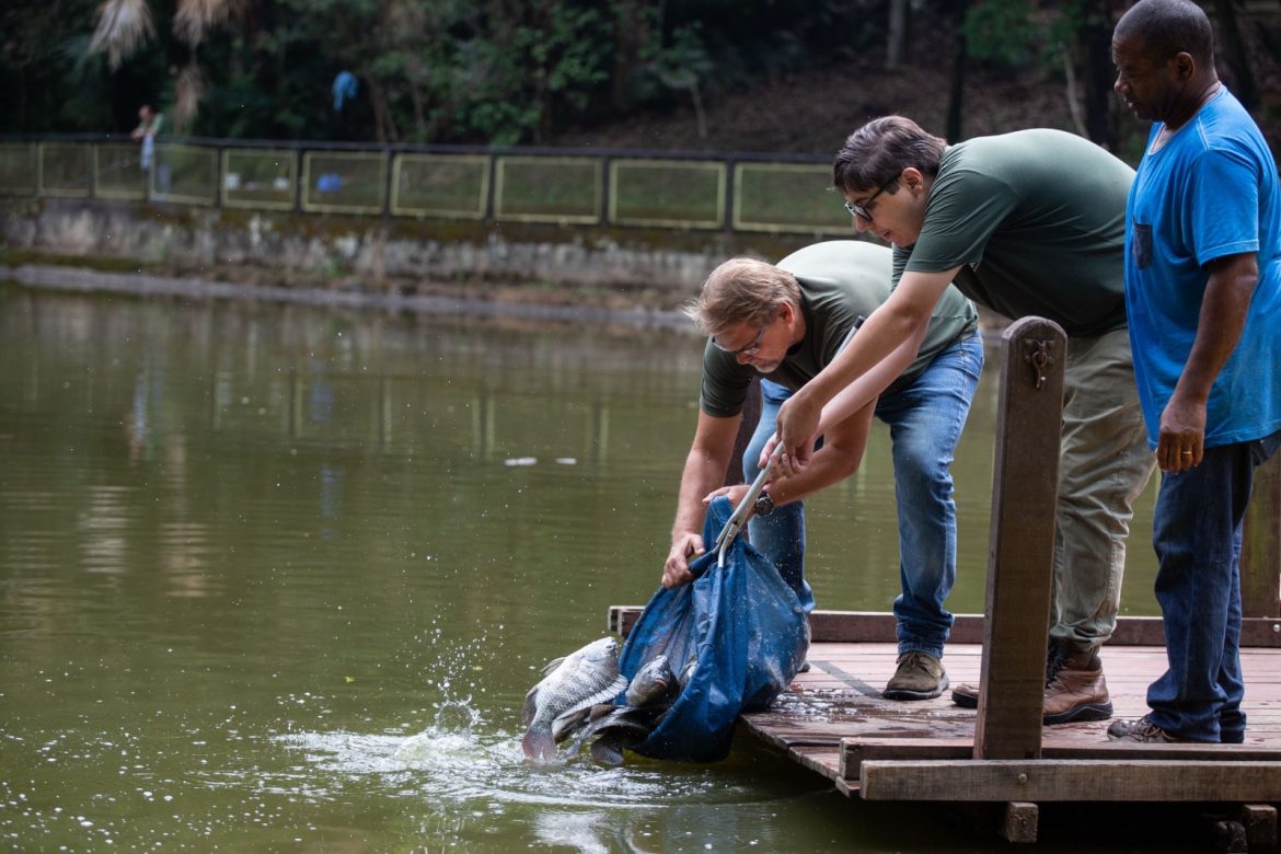 projeto ‘pesque e não pague’ do zoo volta redonda recebe reforço de mais 200 quilos de tilápia cris oliveira secom