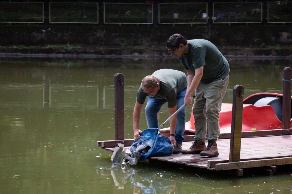 projeto ‘pesque e não pague’ do zoo volta redonda recebe reforço de mais 200 quilos de tilápia cris oliveira secom111