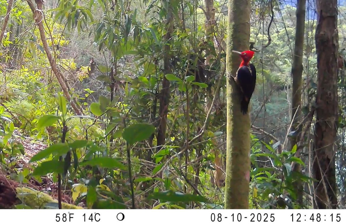 whatsapp image 2025 11 07 at 11.52.11