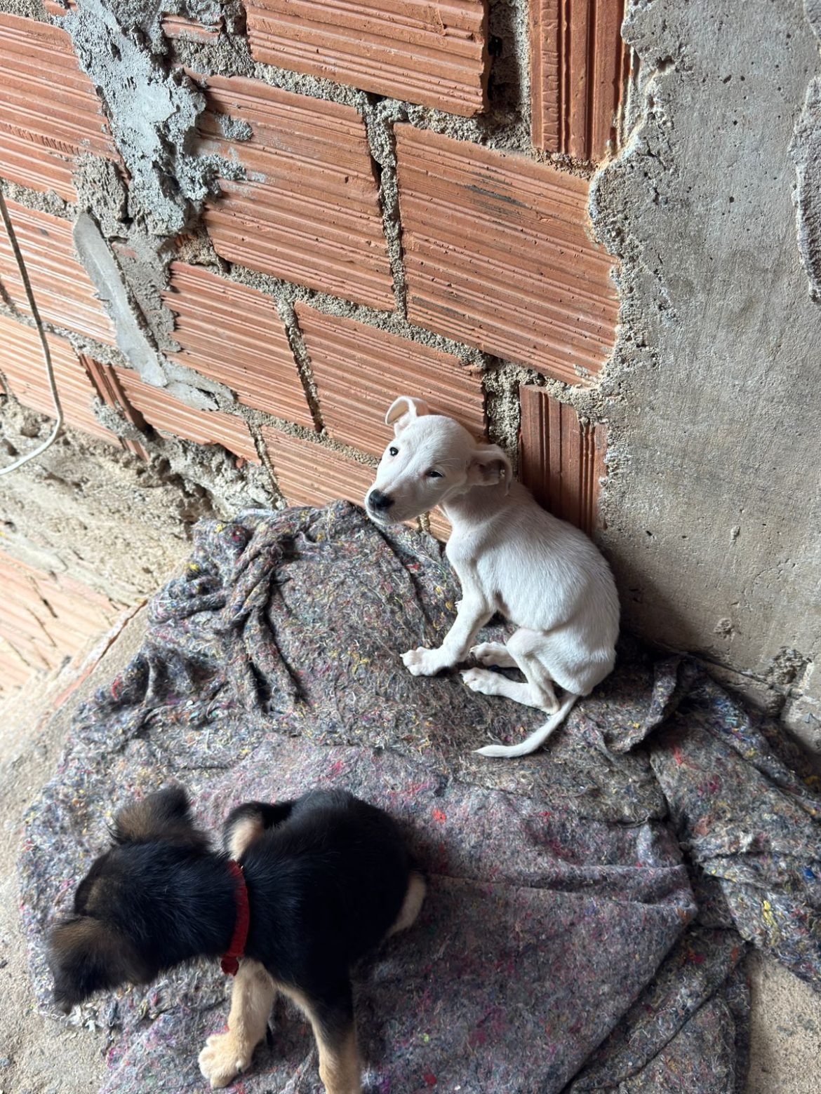 21 cidades fiscalização apreende aves e cães vítimas de maus tratos no bairro santa cruz tania cruz divulgaÇÃo secom 1