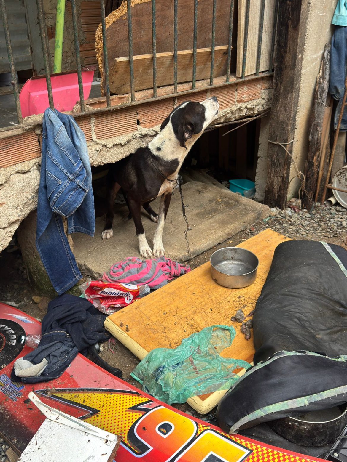 21 cidades fiscalização apreende aves e cães vítimas de maus tratos no bairro santa cruz tania cruz divulgaÇÃo secom