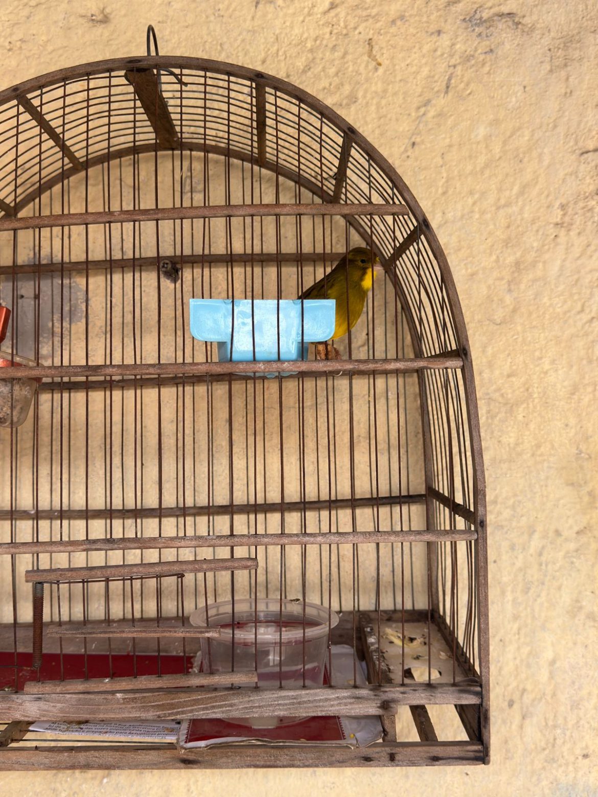 21 cidades fiscalização apreende aves e cães vítimas de maus tratos no bairro santa cruz tania cruz divulgaÇÃo secom11