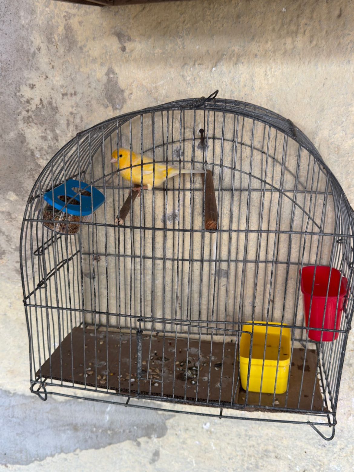 21 cidades fiscalização apreende aves e cães vítimas de maus tratos no bairro santa cruz tania cruz divulgaÇÃo secom111