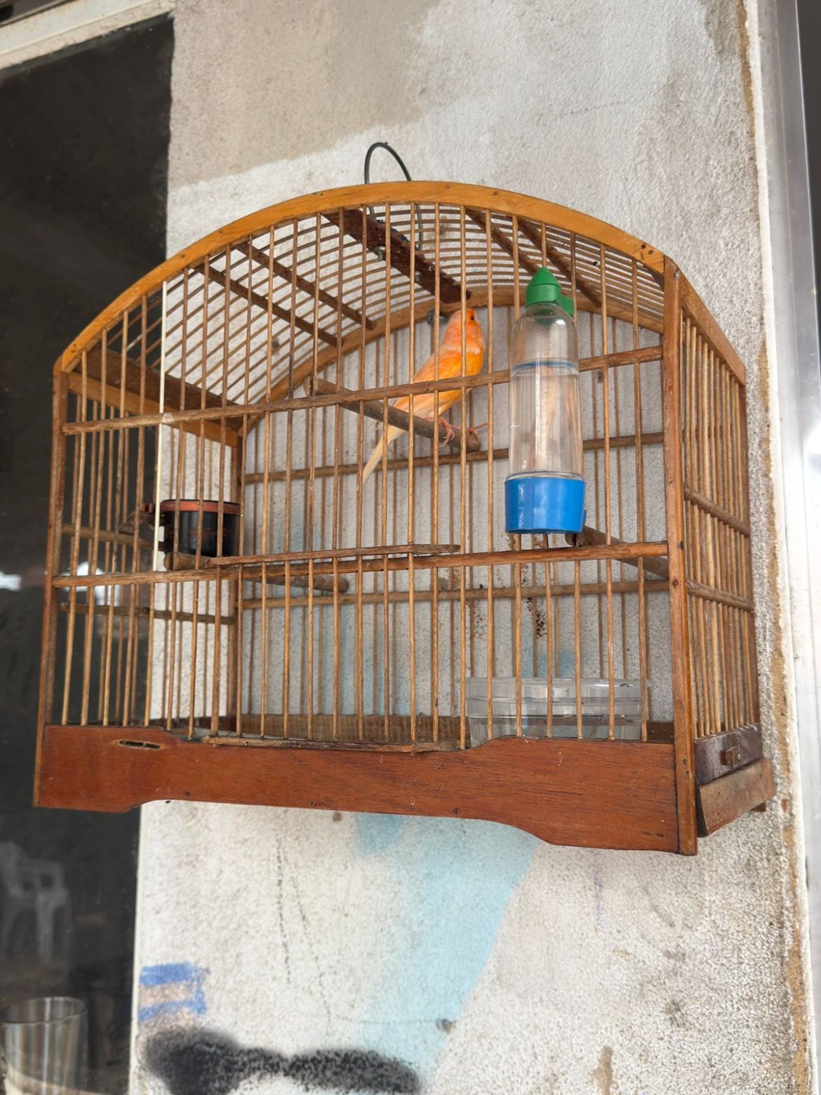 21 cidades fiscalização apreende aves e cães vítimas de maus tratos no bairro santa cruz tania cruz divulgaÇÃo secom1111