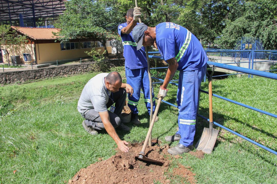 29.cf.res.cidades.plantio de ipês amarelos.1.ipÊs.chicodeassispmbm (2)
