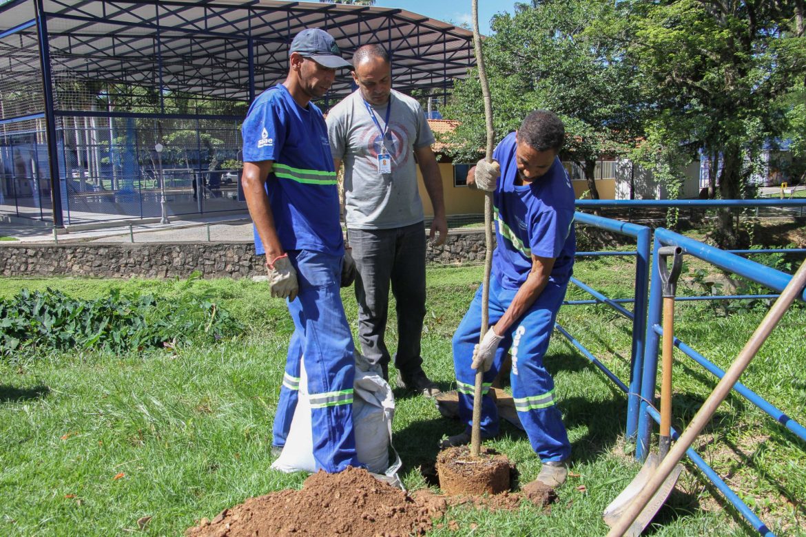 29.cf.res.cidades.plantio de ipês amarelos.1.ipÊs.chicodeassispmbm (3)