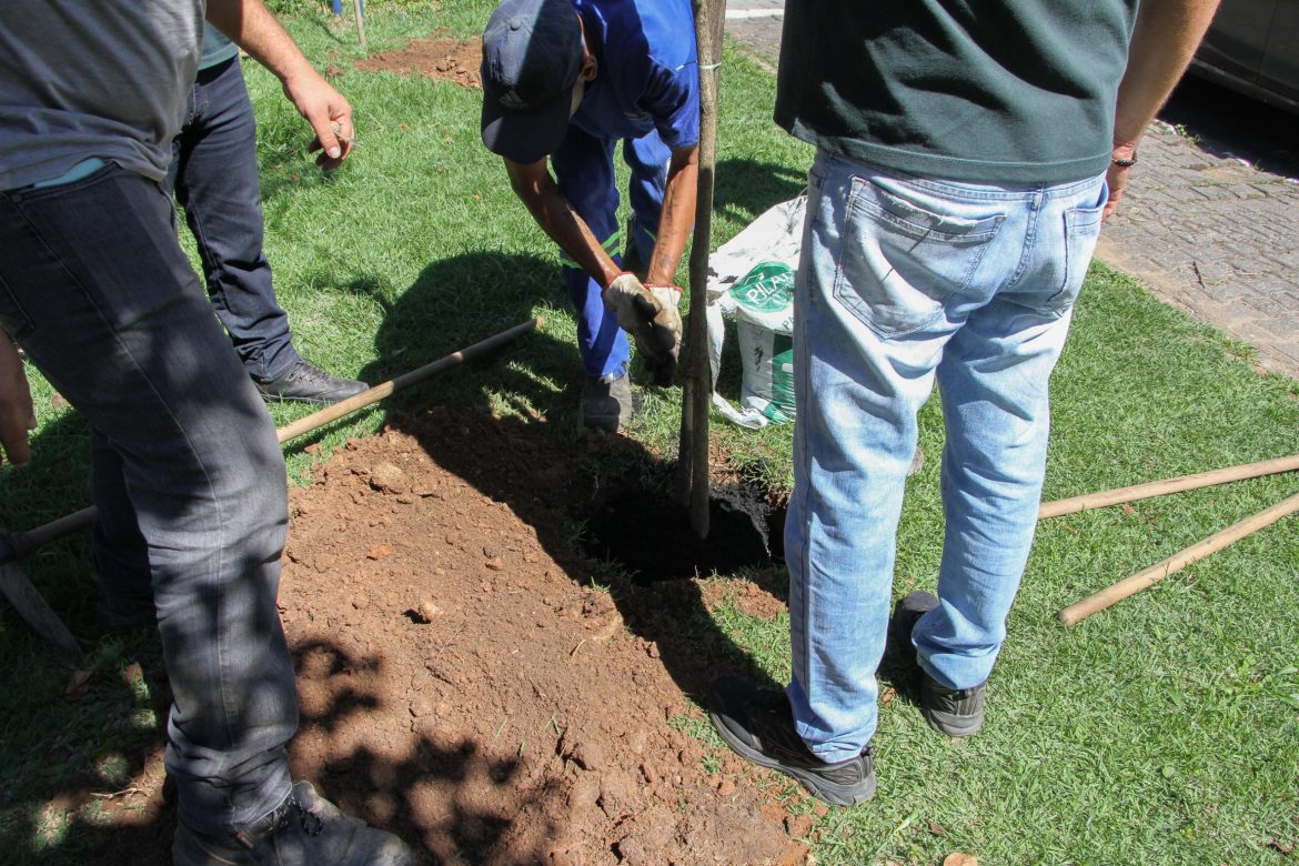 29.cf.res.cidades.plantio de ipês amarelos.2.mudas.chicodeassispmbm (2)