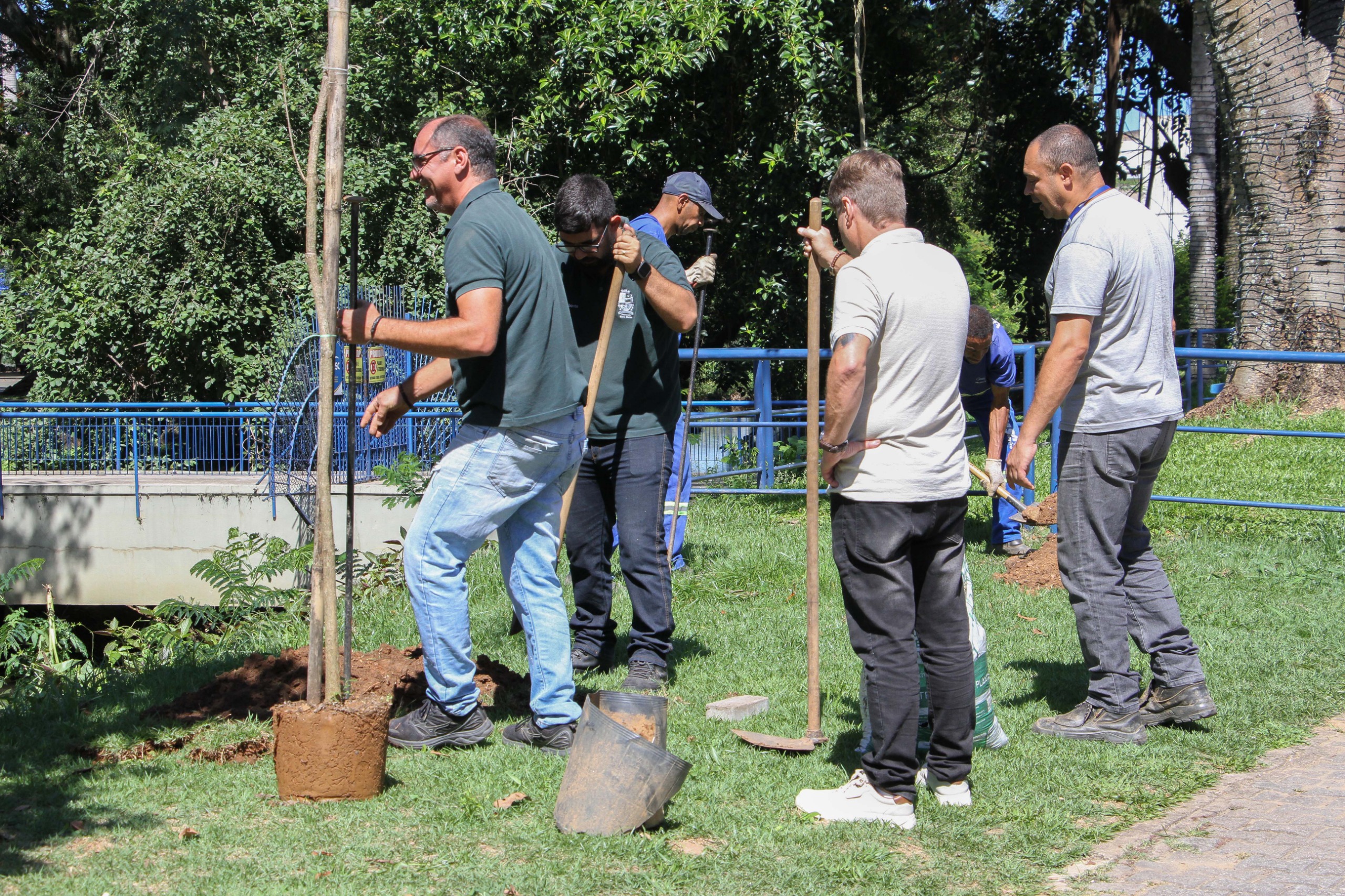 29.cf.res.cidades.plantio de ipês amarelos.2.mudas.chicodeassispmbm