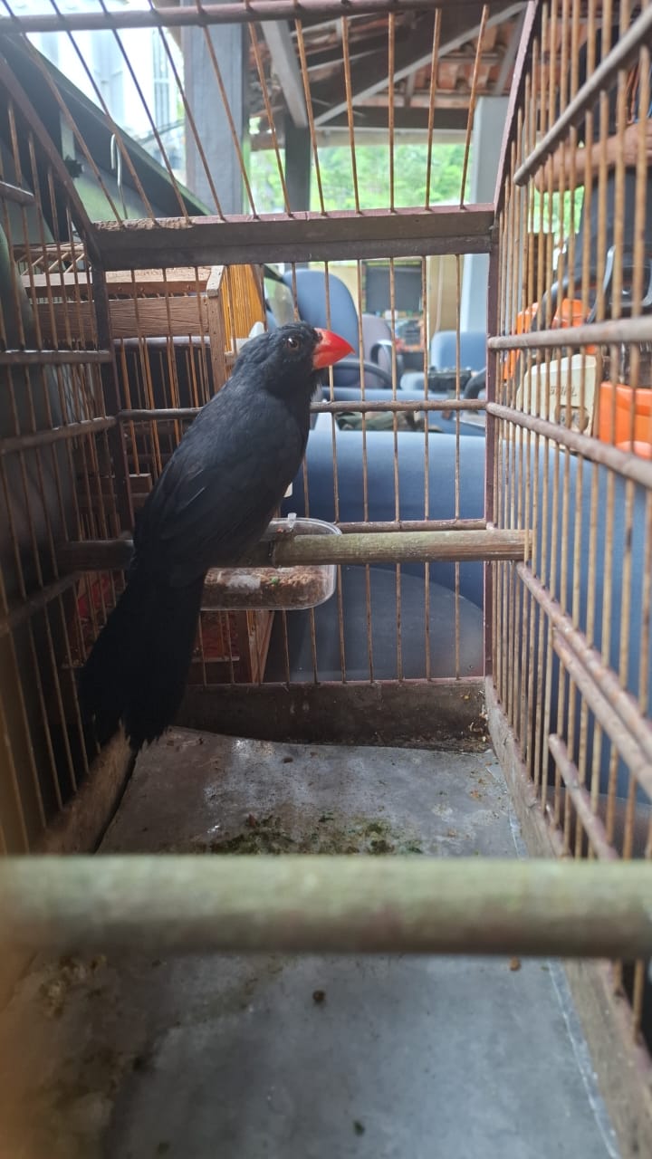 a policia 43 cf pf combate caça ilegal e comércio de animais silvestres em ação coordenada a partir de angra dos reis divulgacao a policia 43 cf pf combate caça ilegal e comércio de animais silvestres em ação coordenada a partir de angra dos reis divulgacao