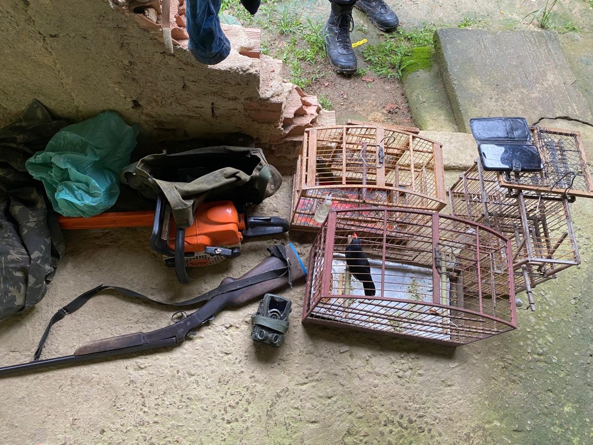 a policia 43 cf pf combate caça ilegal e comércio de animais silvestres em ação coordenada a partir de angra dos reis divulgacao a policia 43 cf pf combate caça ilegal e comércio de animais silvestres em ação coordenada a partir de angra dos reis divulgacao