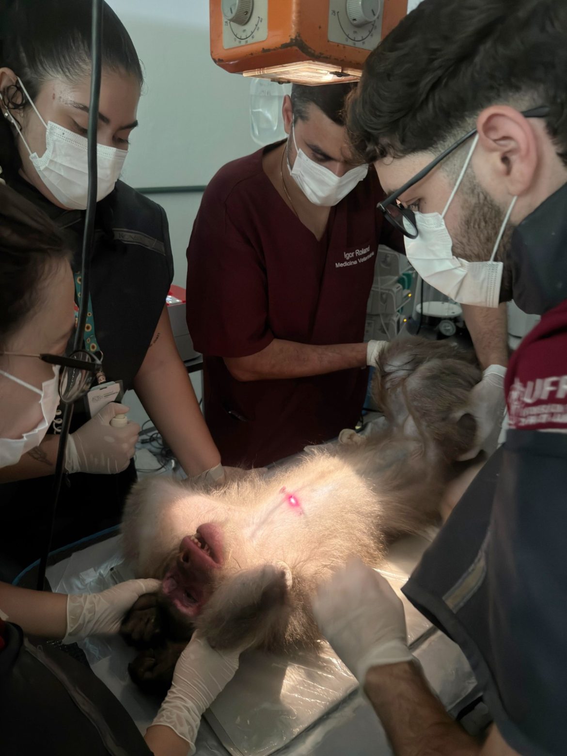 animais do parque zoológico municipal de volta redonda passam por avaliação de saúde divulgação secom